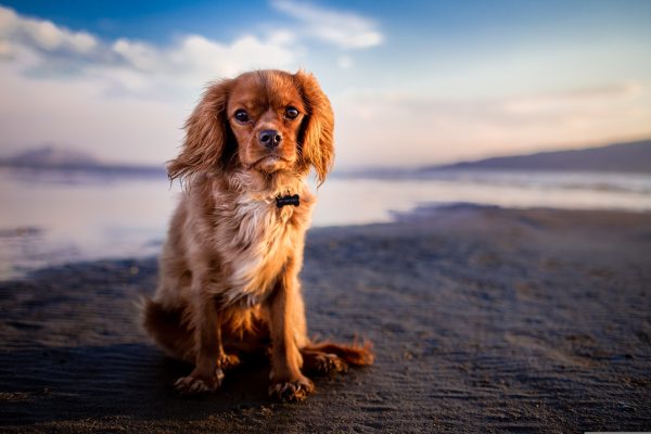 海辺の犬